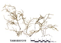 藏品(毛枝苔)的圖片